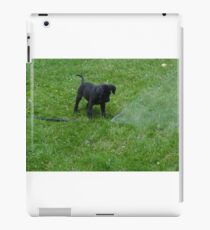 black lab puppy iPad Case/Skin