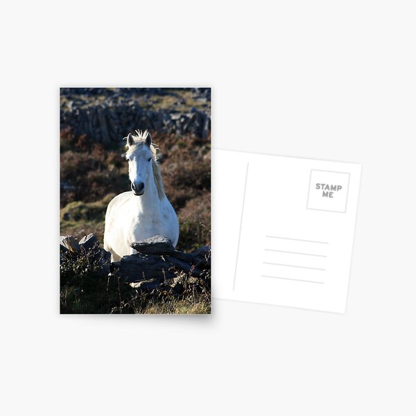 Draíocht - Magic Postcard