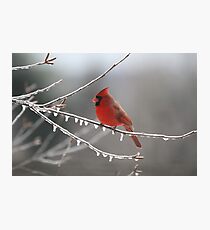 Cold Cardinal Photographic Print