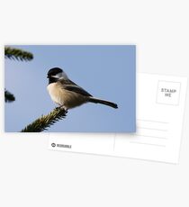 Chick-a-dee Postcards