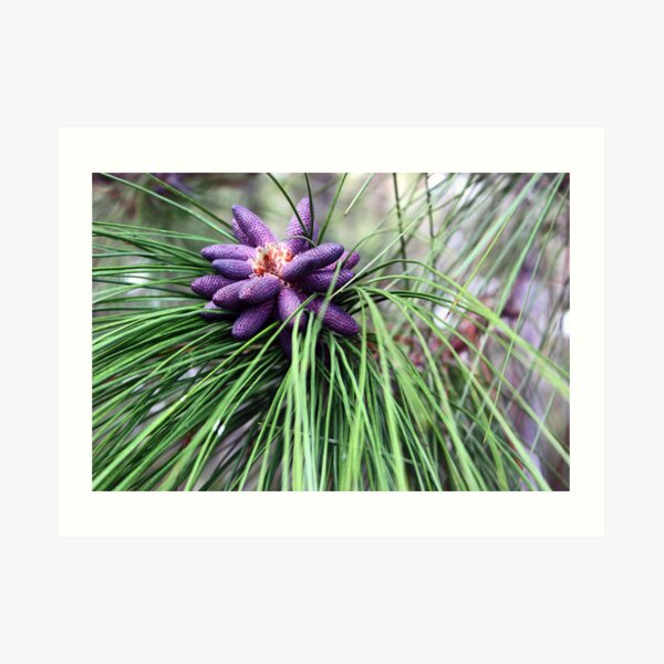 Purple and Green - Nature Photography Art Print