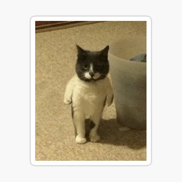 Standing Cat Meme Pfp