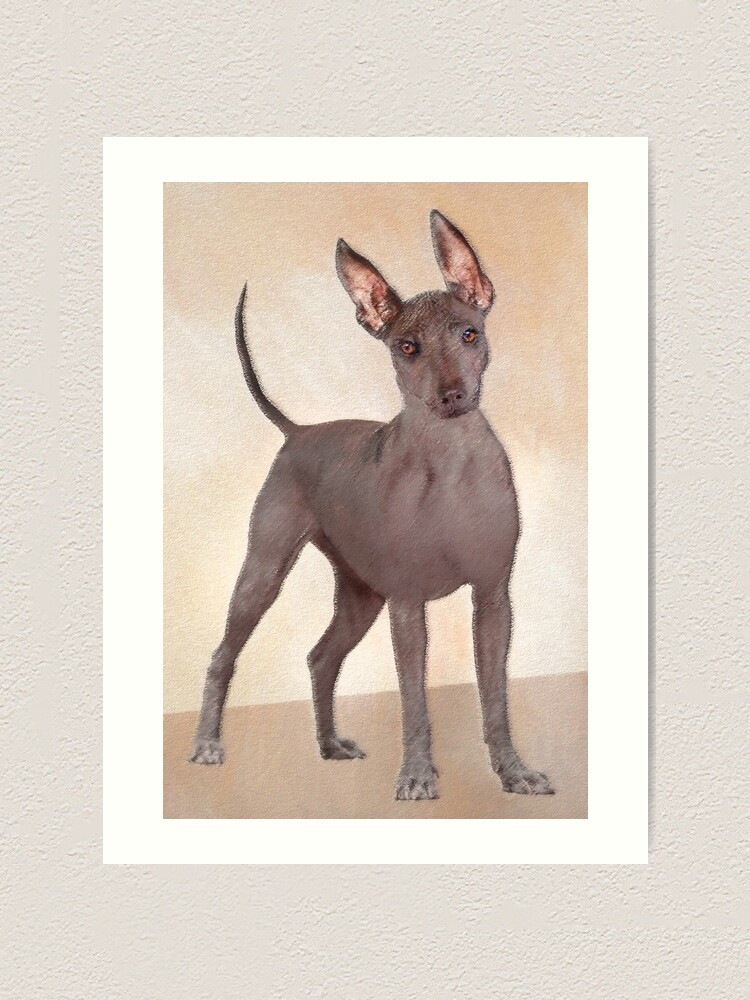 teacup xoloitzcuintli