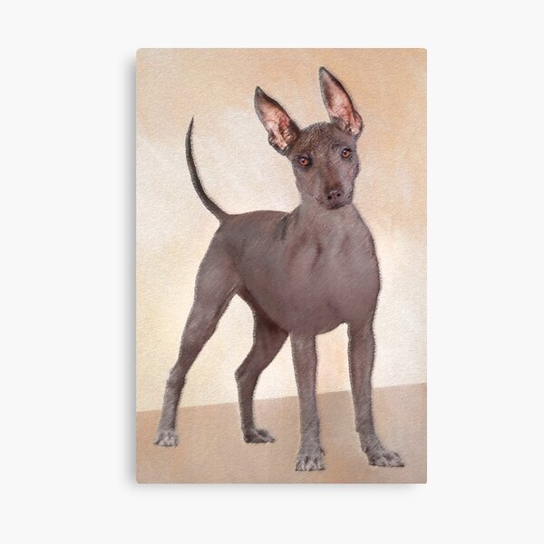 cholo xoloitzcuintli for sale