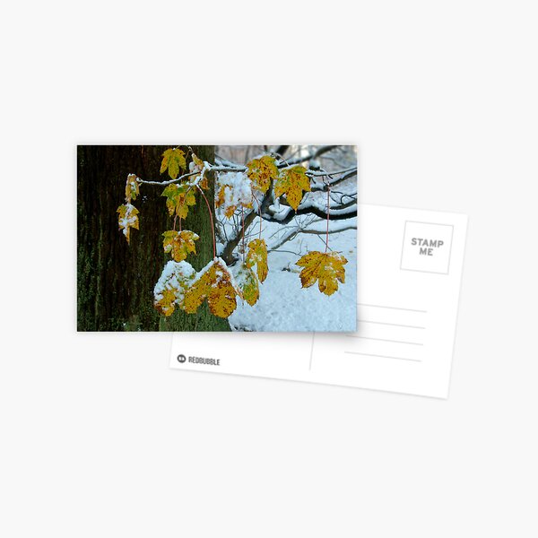 Encountered Surprise Postcard