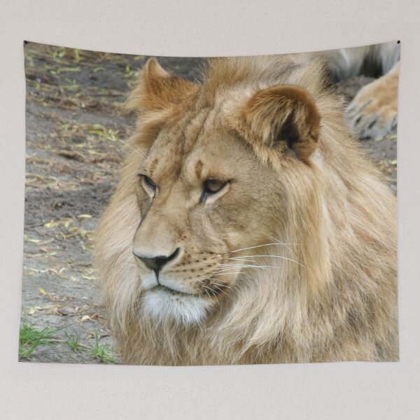 Item preview, Lion 011 designed and sold by JAMFoto.