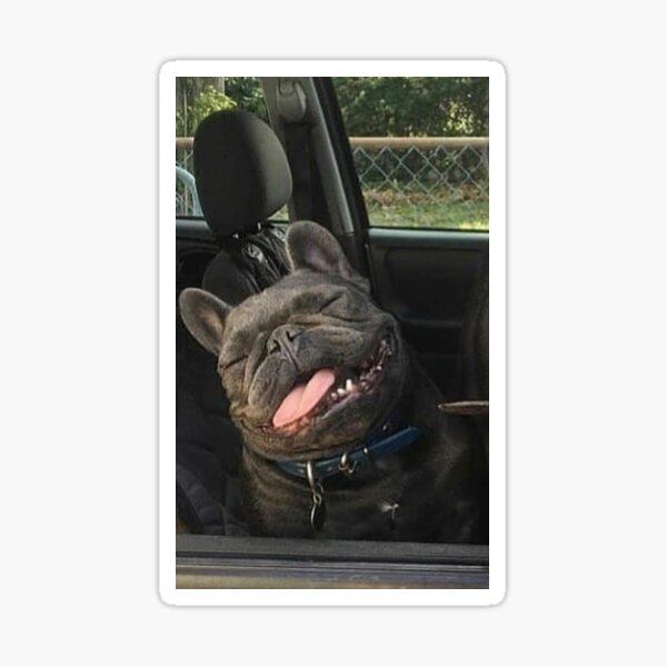 Frenchy Hund Geschenke Merchandise Redbubble