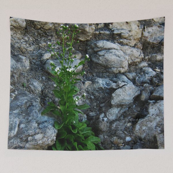 Item preview, Flowering Weed growing on a stone wall designed and sold by Anna Lemos.