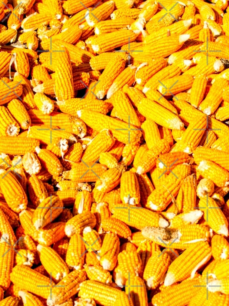 Disover Corn on the Cob Leggings