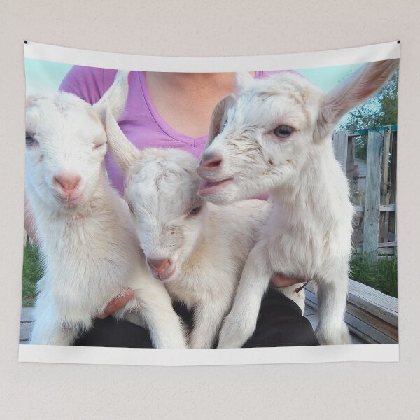 Item preview, Triplets, baby goat, nursery decor, goat lover,  designed and sold by Stephanie  Skeem.