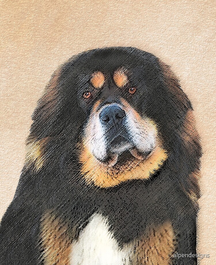 mini tibetan mastiff