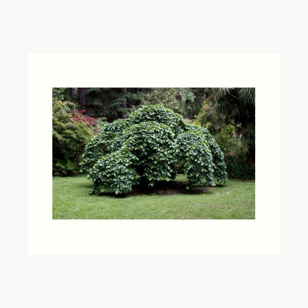 Item preview, ~ The Weeping Elm ~ designed and sold by LeeoPhotography.