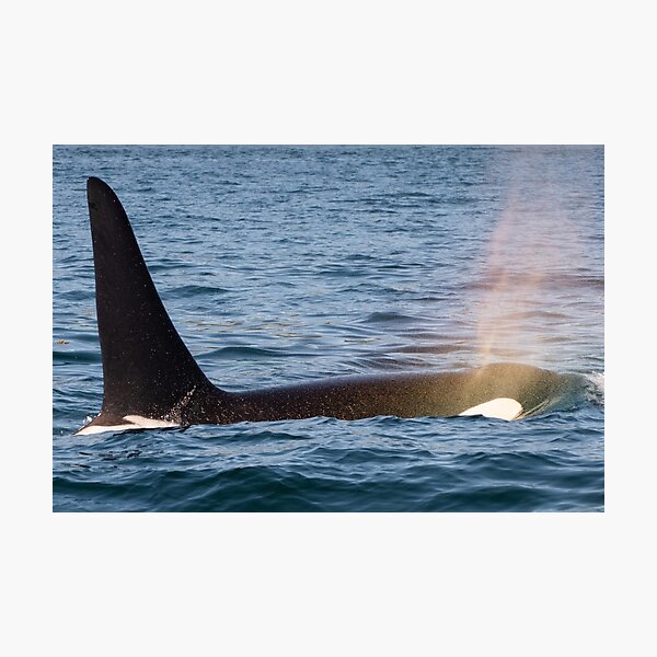 Wandbilder Orca Redbubble