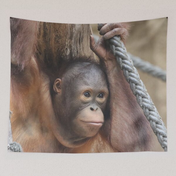 Item preview, OrangUtan 002 designed and sold by JAMFoto.