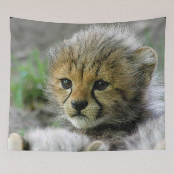 Item preview, Cheetah 013 designed and sold by JAMFoto.