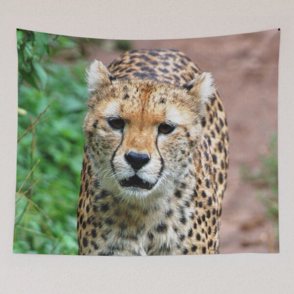 Item preview, Cheetah 005 designed and sold by JAMFoto.