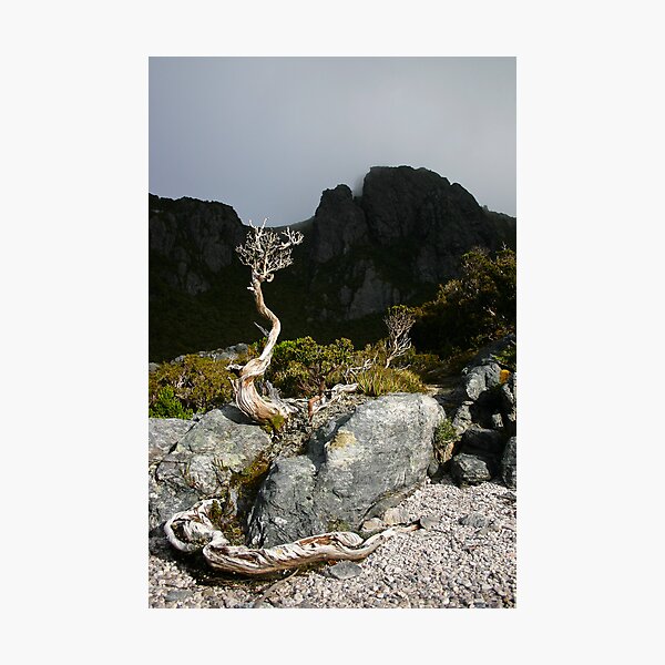 Item preview, Lone tree designed and sold by Will Hore-Lacy.