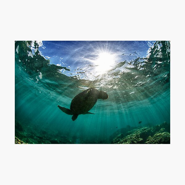 Item preview, Dramatic turtle silhouette HDR designed and sold by Flux Photography.