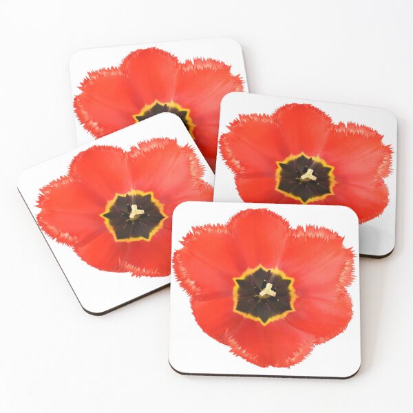 Item preview, Tulipa 'Crystal Beauty' Fringed Tulip designed and sold by Chris Burrows.