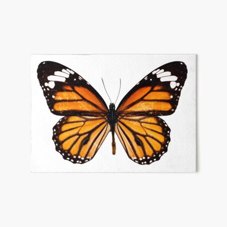 Monarch butterfly sticker Art Board Print