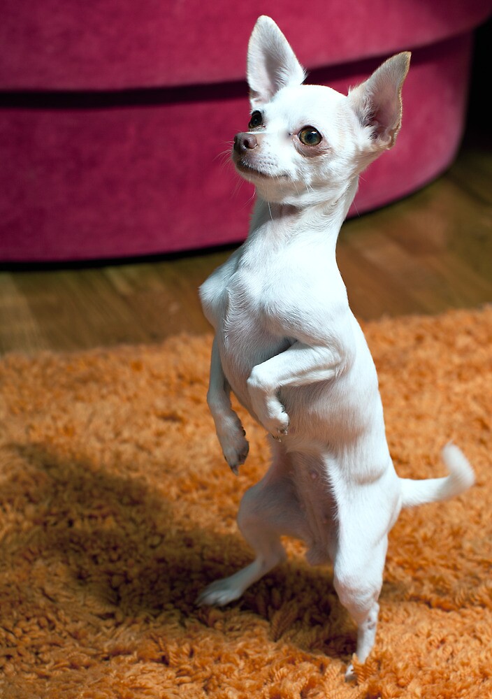 "Mini White Chihuahua Performing" by Swede | Redbubble