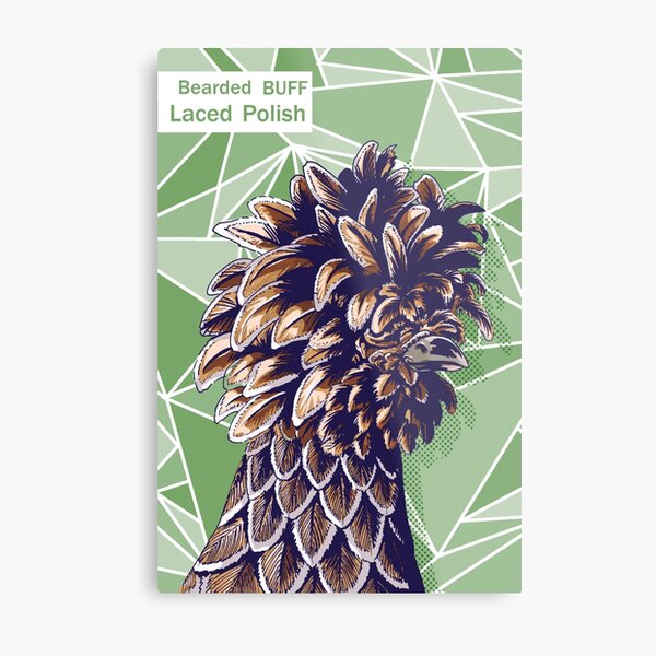 Bearded buff laced polish hen Metal Print
