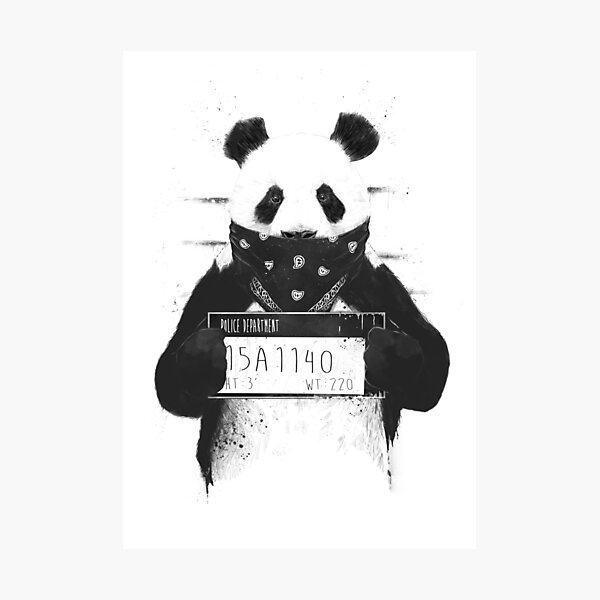 Bad panda Photographic Print