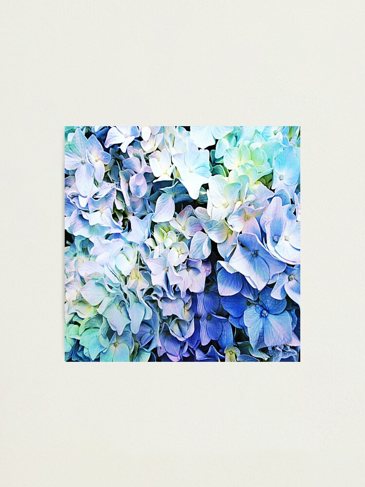 Lámina fotográfica «Hortensia en colores pastel suave tricolor» de  JudyPalkimas | Redbubble