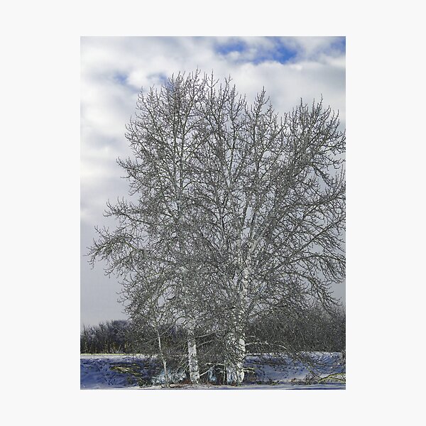 Winter Wizardry IV Photographic Print