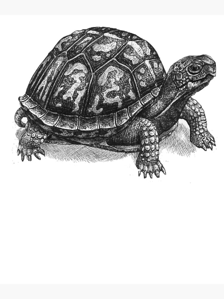 Download Mud Turtle Realistic Illustration Wallpaper | Wallpapers.com