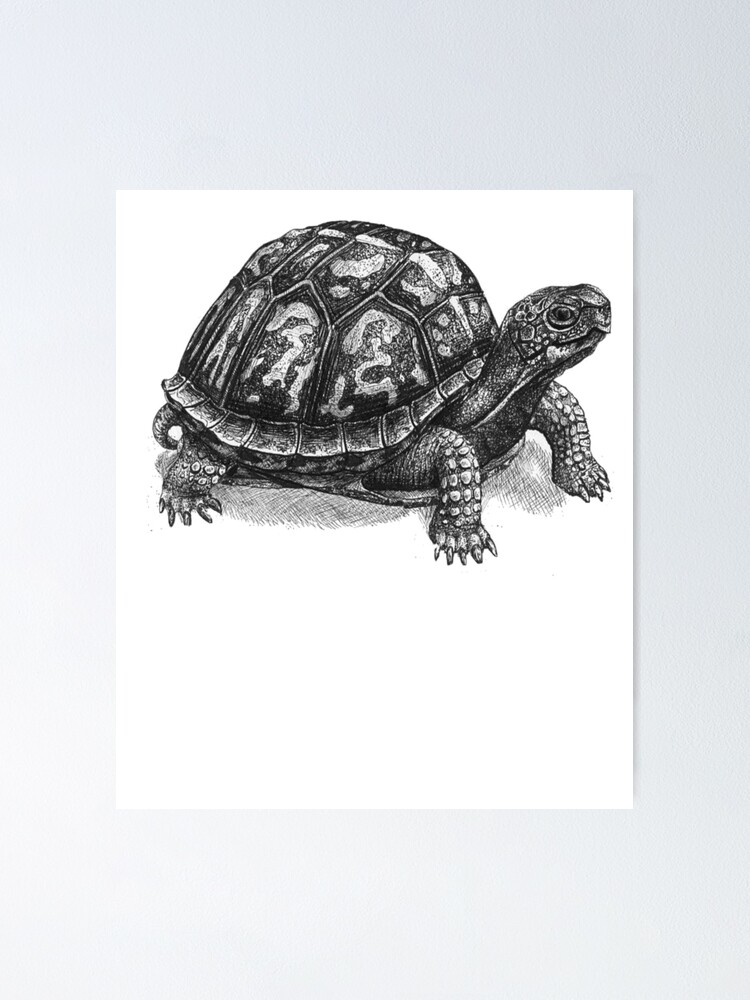 Tortoise sketch by cicakkia on DeviantArt
