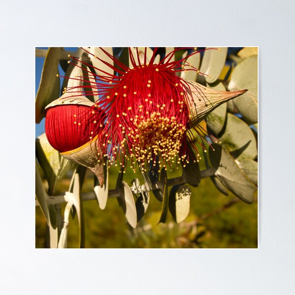 Item preview, "Red Flowering Eucalyptus Macrocarpa" designed and sold by Heather Thorning.