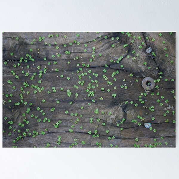 Item preview, Seedheads on Timber Decking designed and sold by Helen Greenwood.