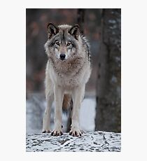 Stare Down Photographic Print