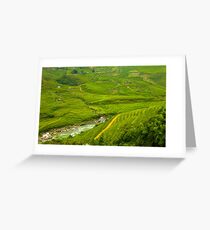 Rice fields Greeting Card