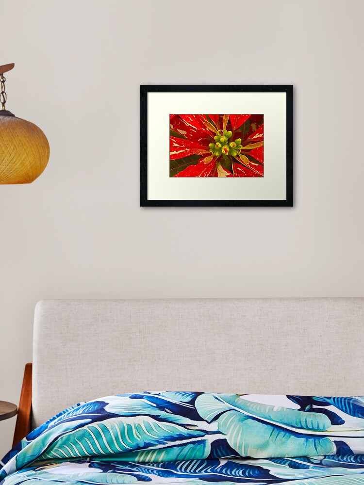 Thumbnail 2 of 7, Framed Art Print, Poinsettia Holiday Greetings designed and sold by nikongreg.