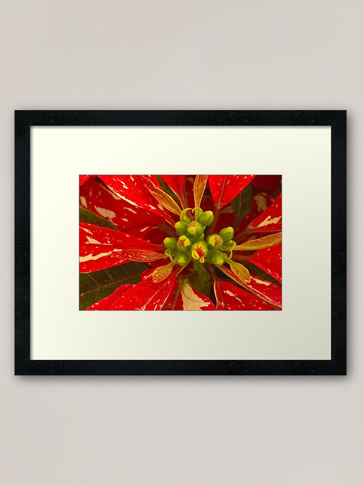 Alternate view of Poinsettia Holiday Greetings Framed Art Print