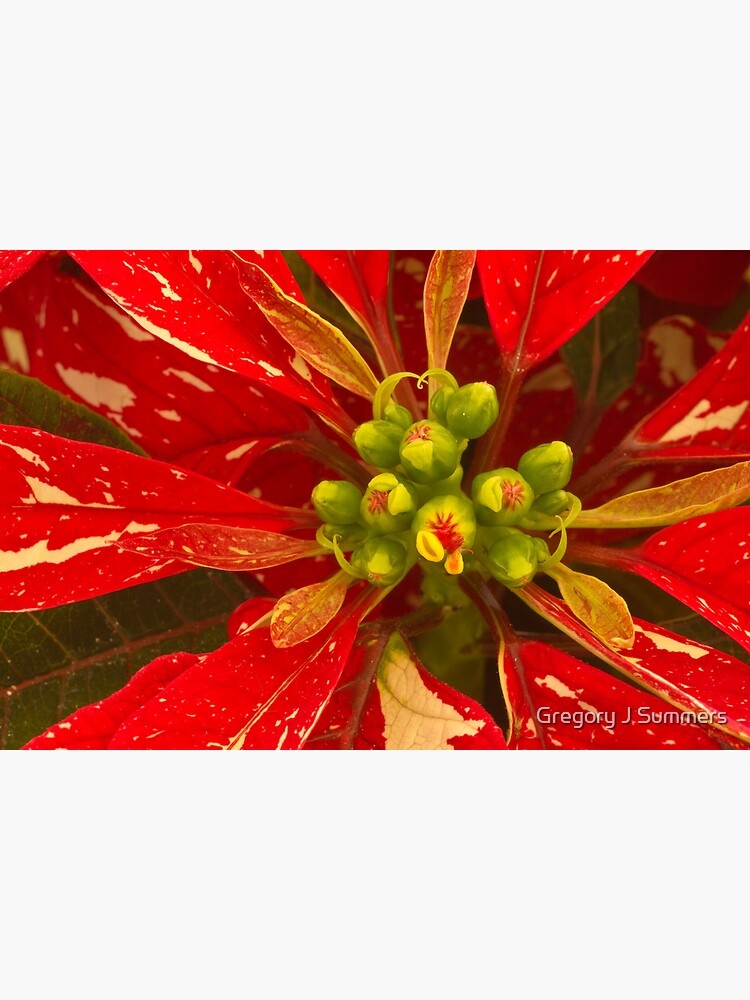 Poinsettia Holiday Greetings by nikongreg