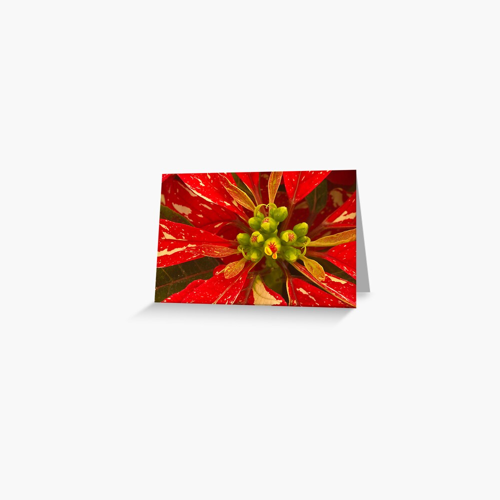 Item preview, Greeting Card designed and sold by nikongreg.