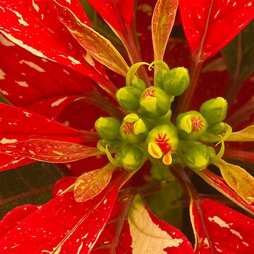 Artwork thumbnail, Poinsettia Holiday Greetings by Gregory J Summers