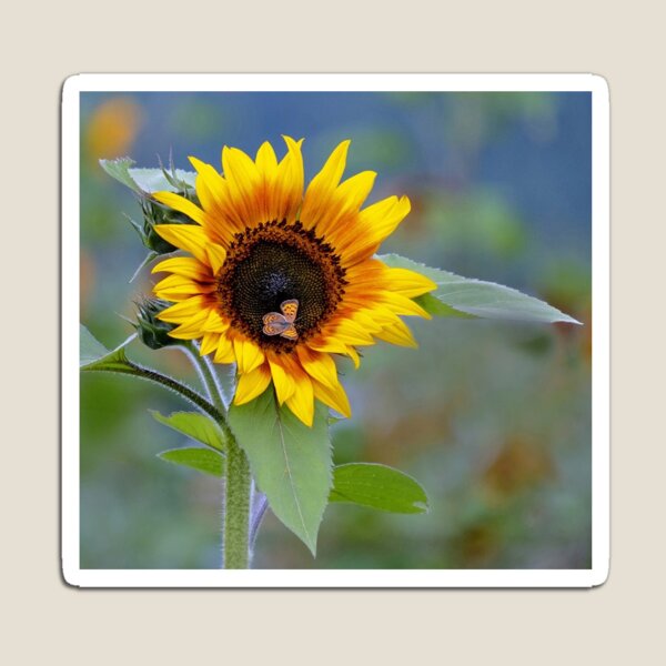 Item preview, Sunflower and Butterfly designed and sold by JuniperMT.