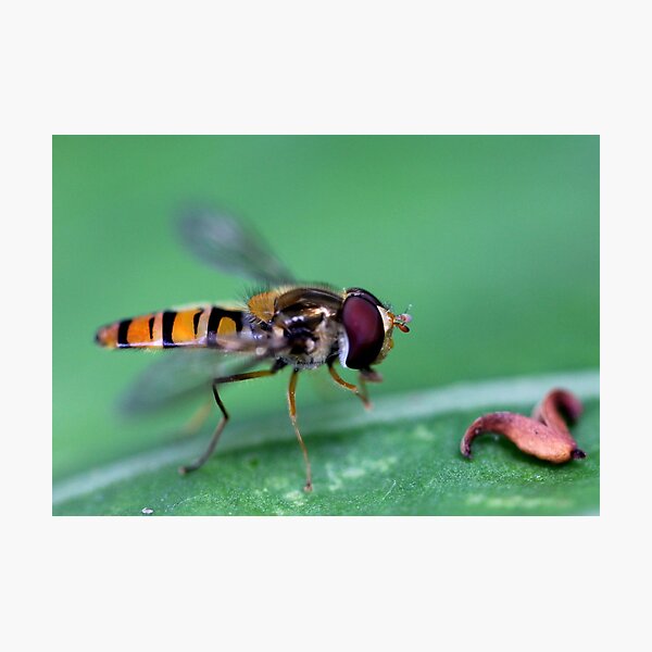 Bug hunt 1 Photographic Print