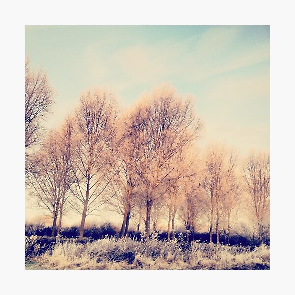 Frosted Twigs Photographic Print
