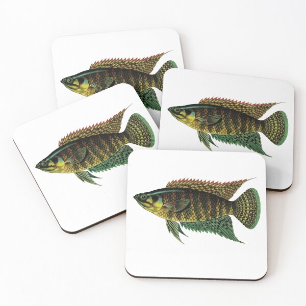 Item preview, Fish Art - banded bushfish - Vintage Print designed and sold by Studio66Designs.