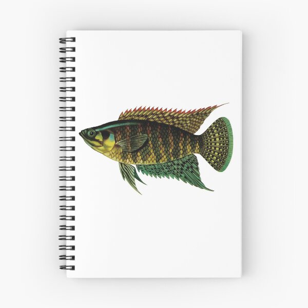 Artikelvorschau, Fisch-Kunst - Gebänderte Buschfische - Vintage Print entworfen und verkauft von Studio66Designs.