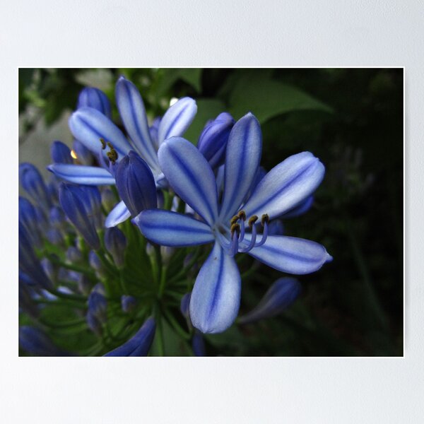 Shiny Blue Poster
