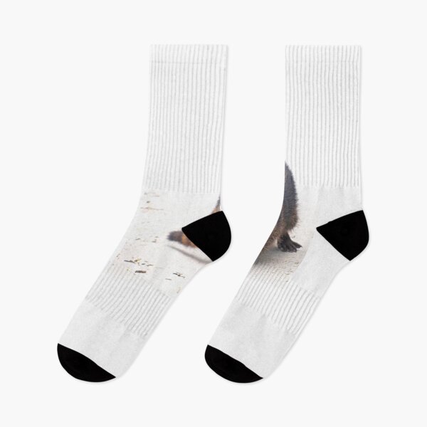 Item preview, Cute baby racoons in Costa Rica designed and sold by Chloé Yzoard.