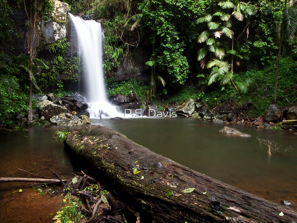"Curtis Falls Mount Tamborine Gold Coast Queensland" by Paul