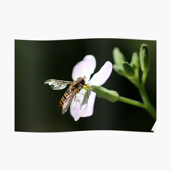 Hoverfly 2 Poster