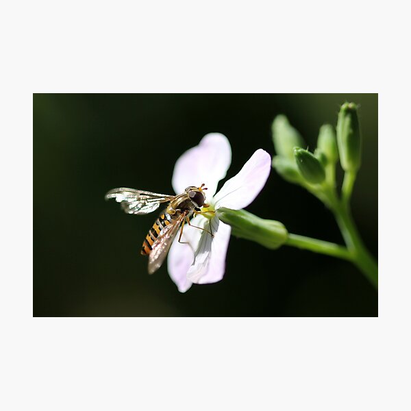 Hoverfly 2 Photographic Print